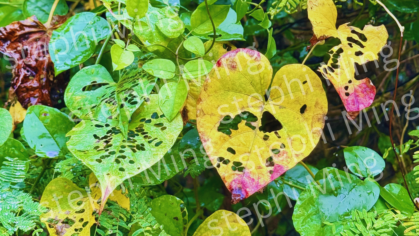 Heart of the Garden